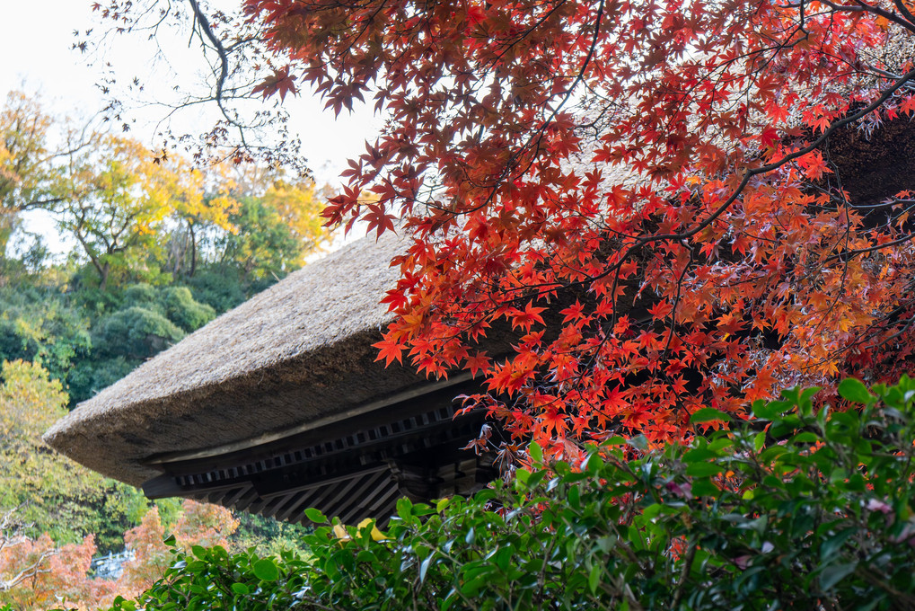 晩秋の長寿寺