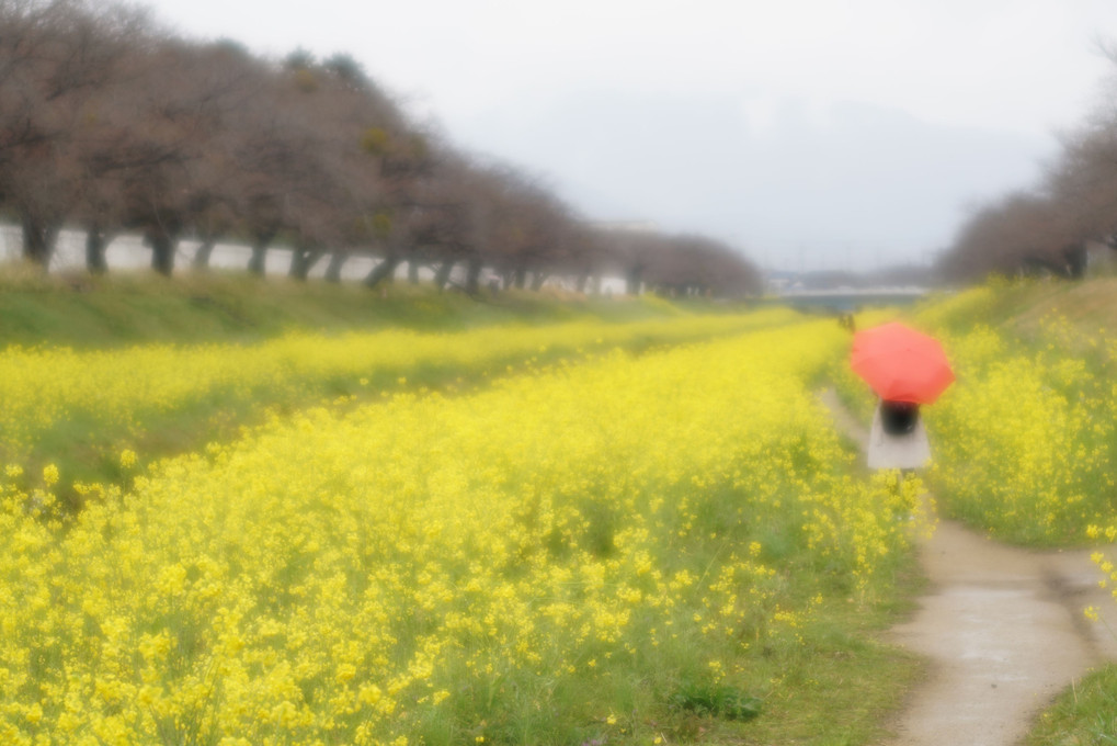 菜の花畑の少女？