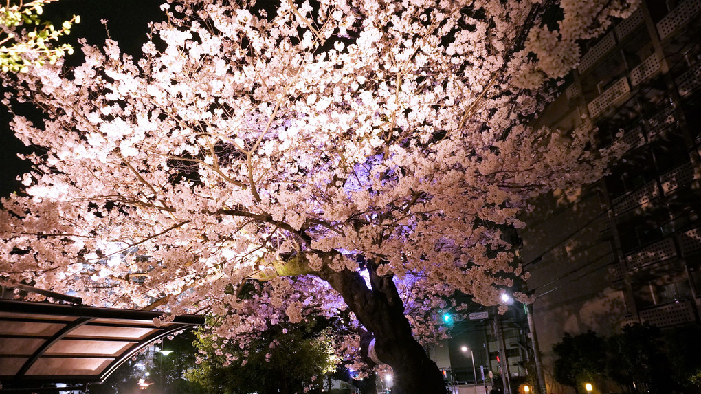 近所の夜桜🌸