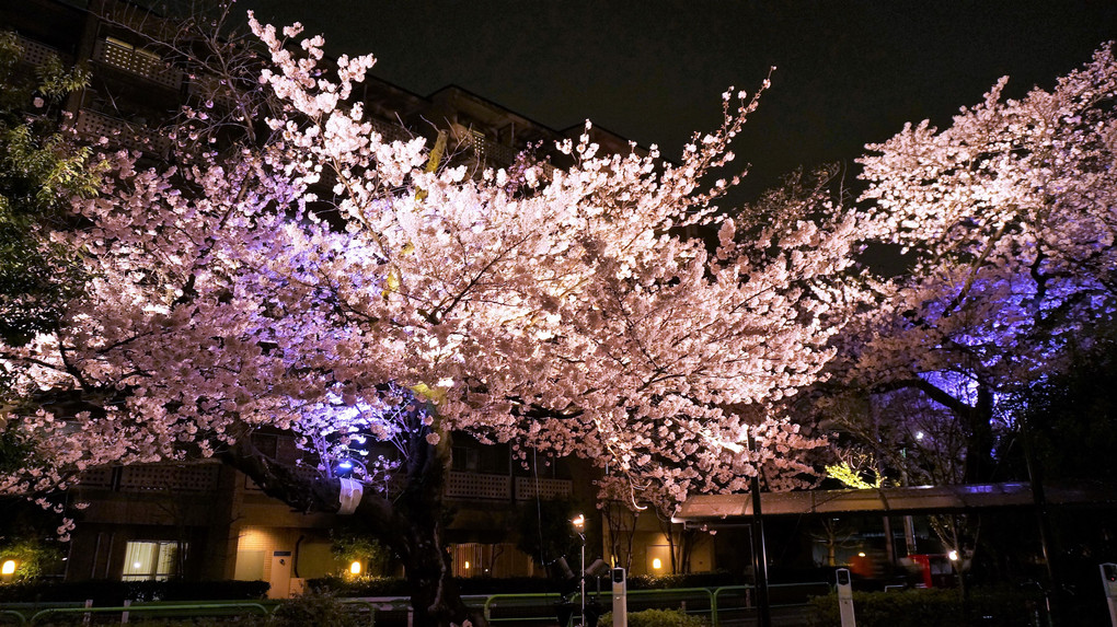 近所の夜桜🌸