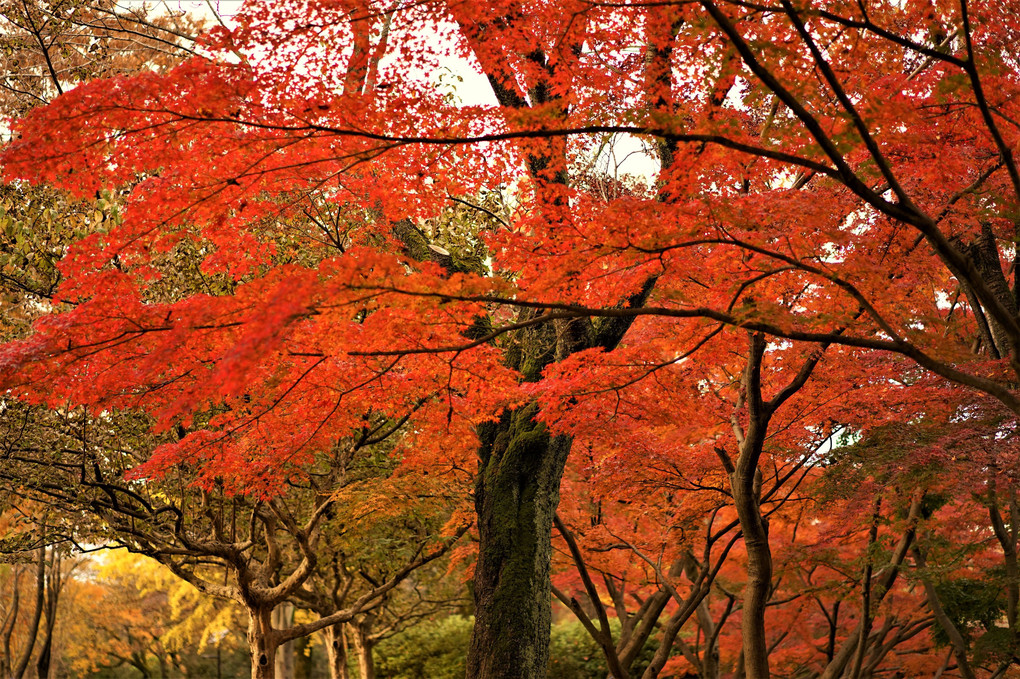 武蔵野公園の紅葉