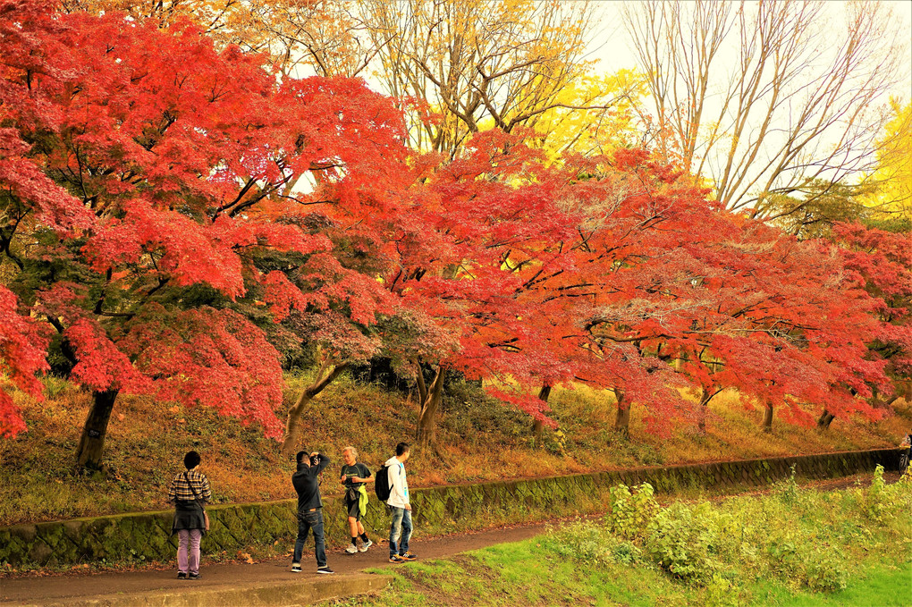 武蔵野公園の紅葉