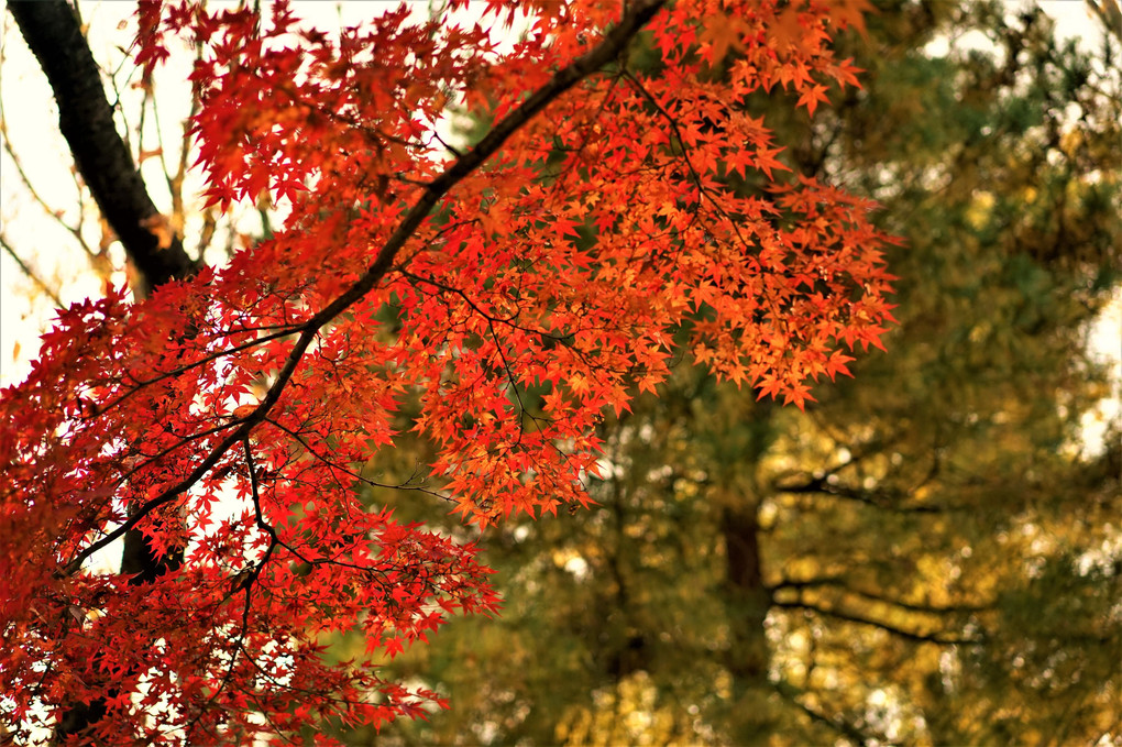 武蔵野公園の紅葉