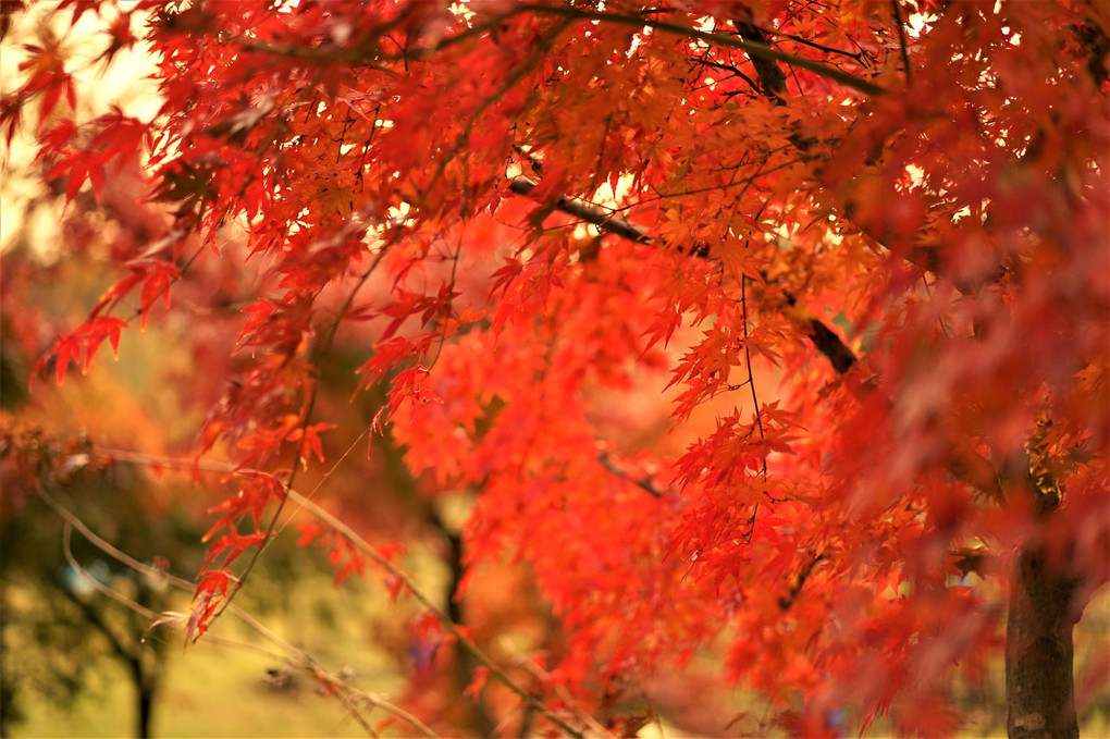 武蔵野公園の紅葉