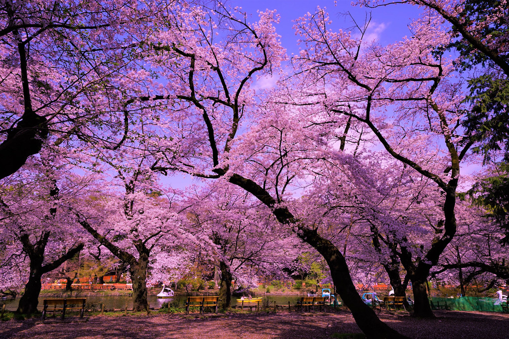 毎年、桜に癒されます🎵