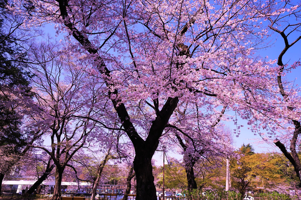 毎年、桜に癒されます🎵
