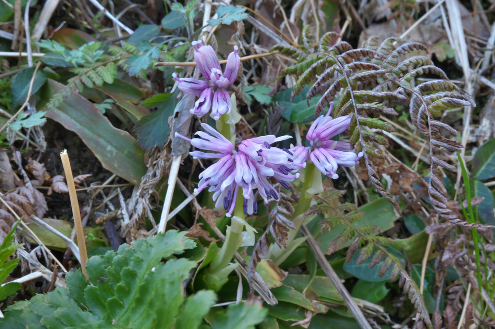 早春の花