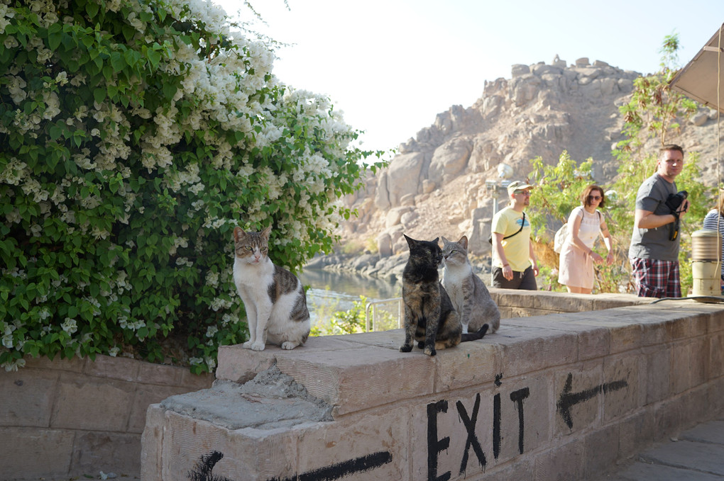 イシス神殿の猫たち