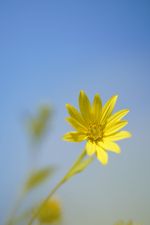 黄色い花と青空