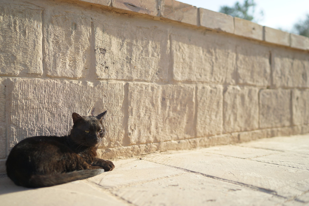 イシス神殿のくろねこ