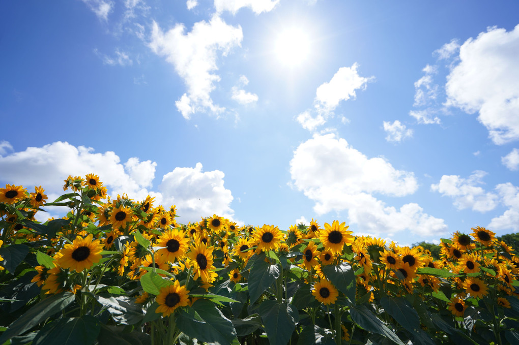 青空に笑顔🌻