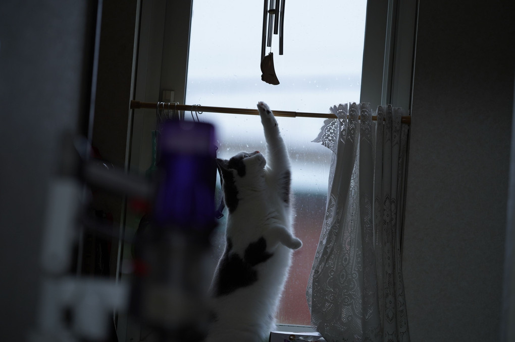 風鈴で遊ぶ猫