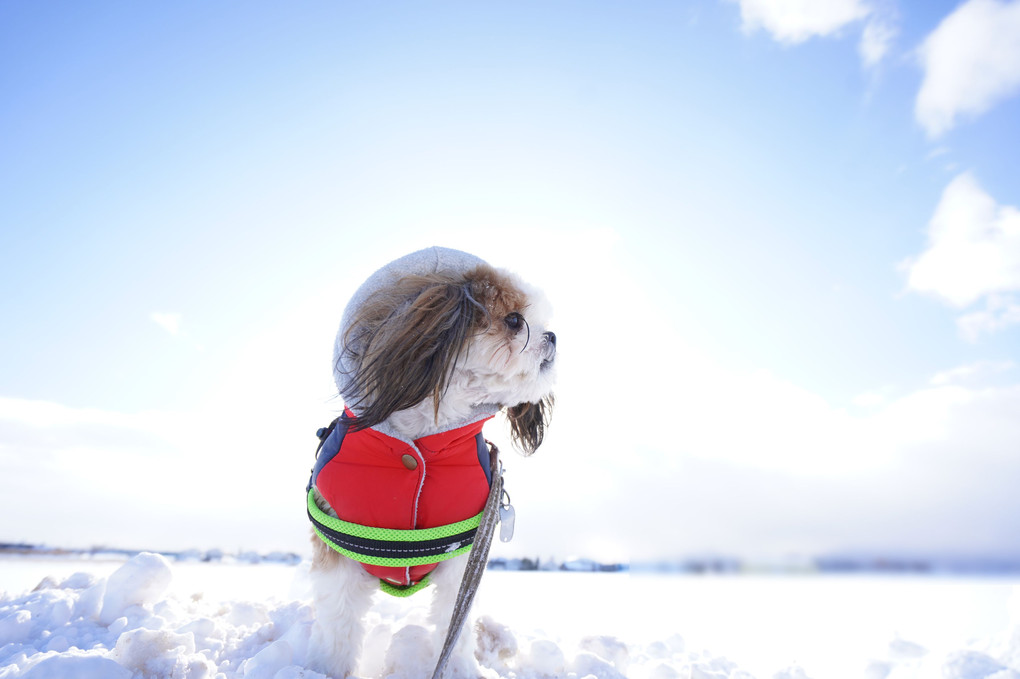 除雪の朝