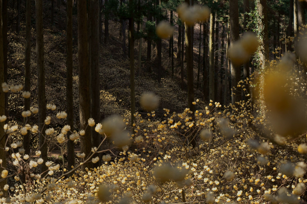 妖精の森