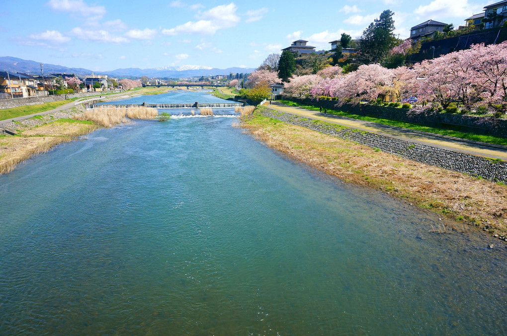 桜橋より