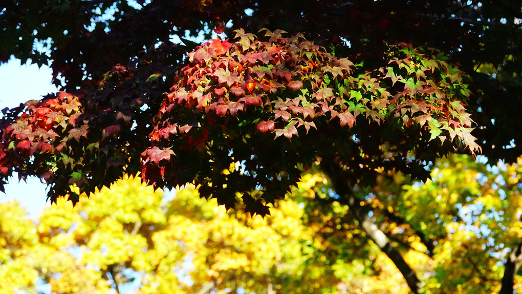 秋の参拝