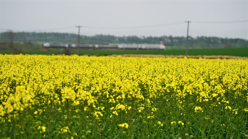 菜の花　　　　　　　　（安平）