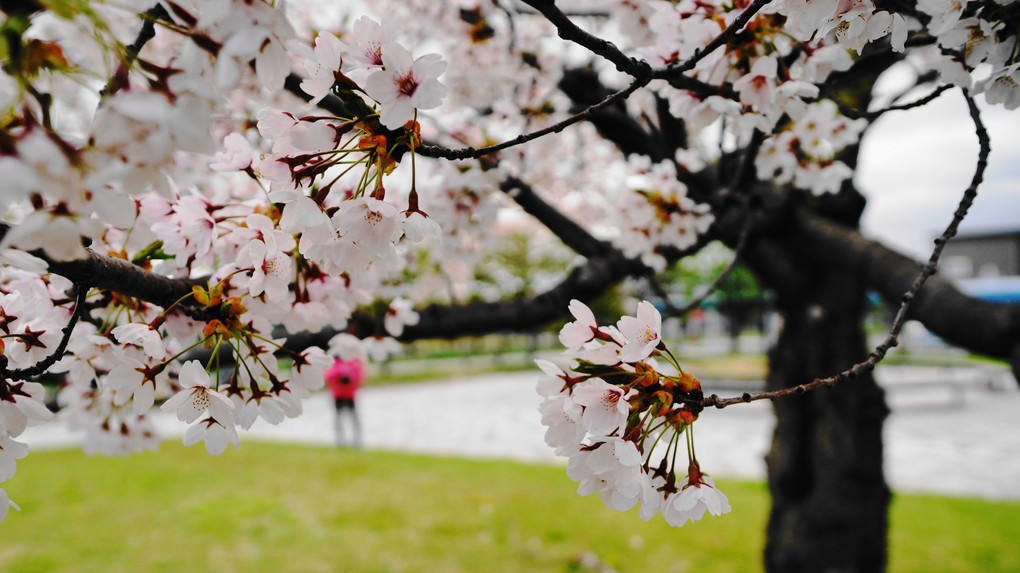 うつむき加減な桜🌸