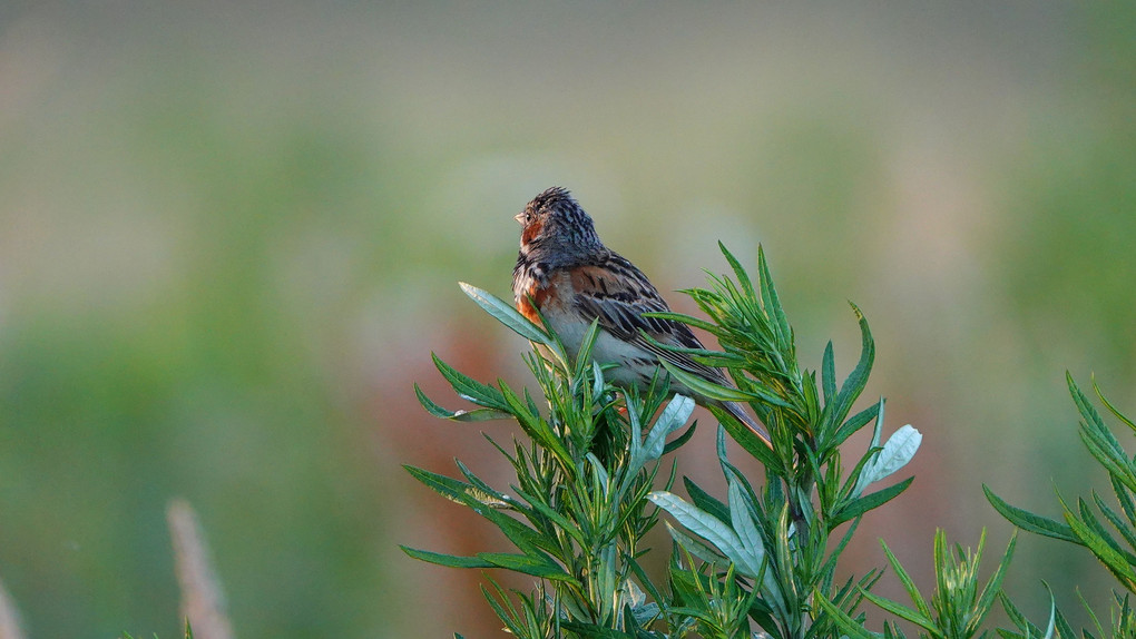 緑地で・・さえずる野鳥　２