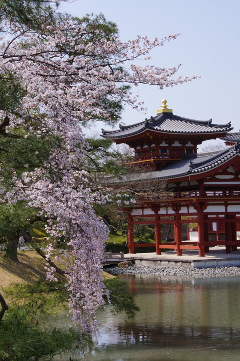 宇治平等院と桜