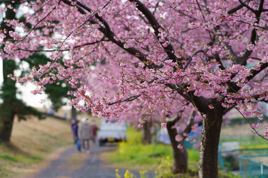 満開の河津桜