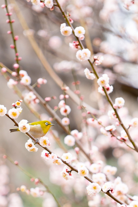 春・花・鳥（６種）
