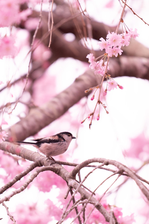 春・花・鳥（６種）