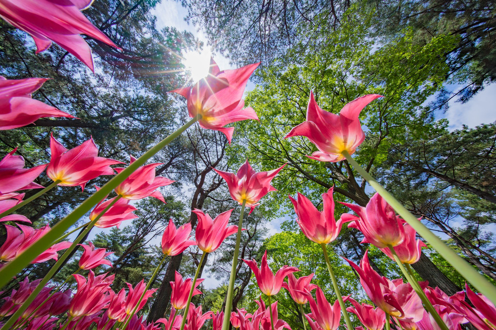 TULIPS