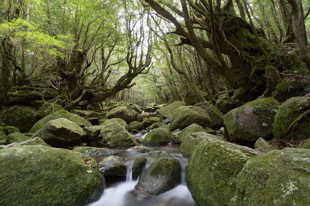 柏倉陽介さんと行く太古の島～屋久島撮影～