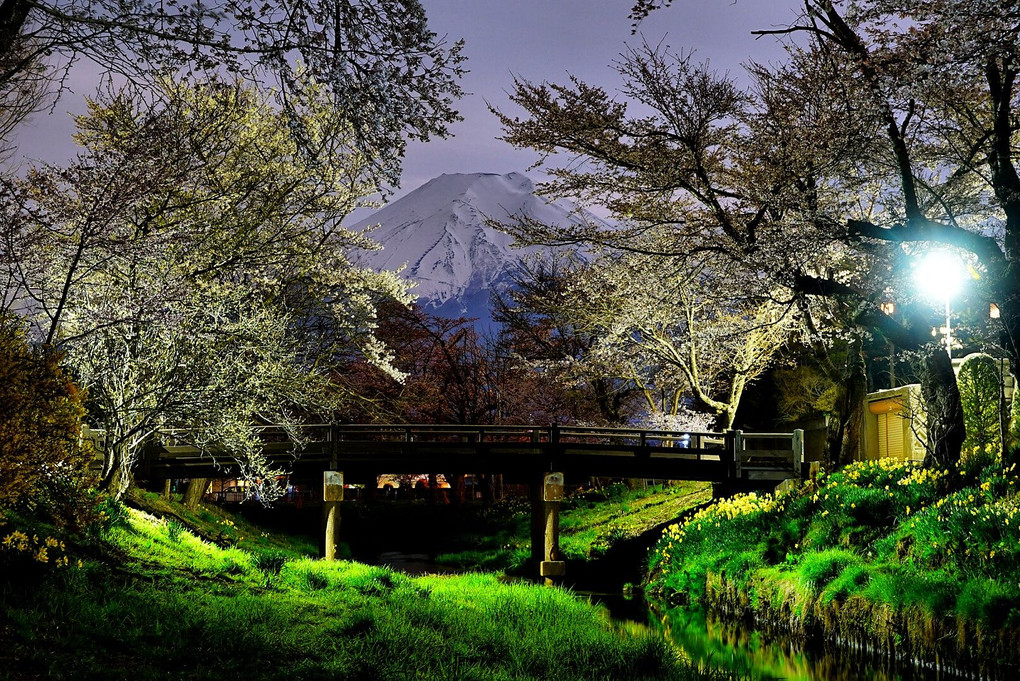 新名庄川からの夜桜と富士