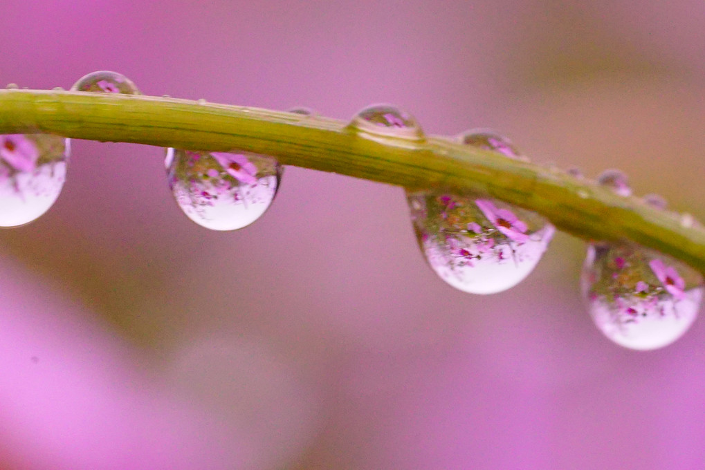 雫の中の秋桜