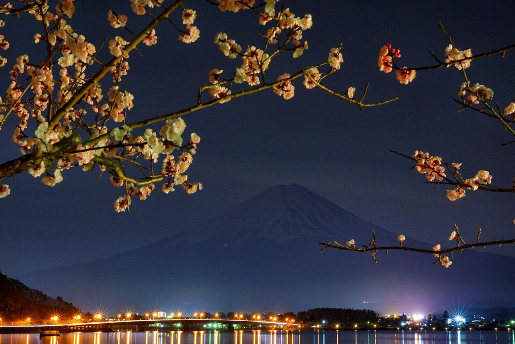 夜桜と富士