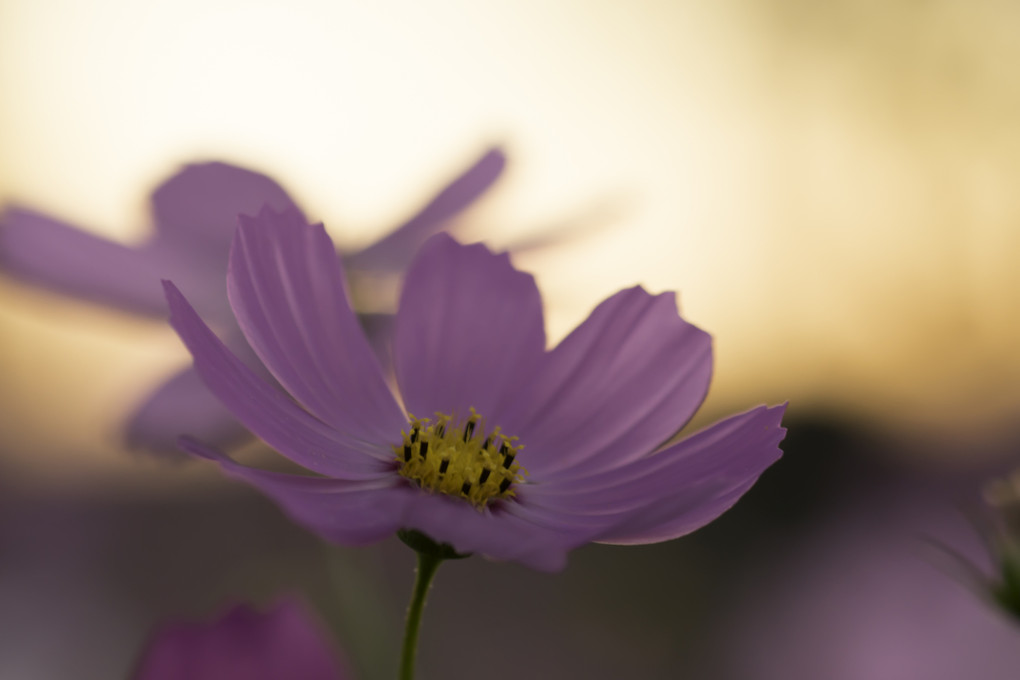 ～夕景・秋桜～