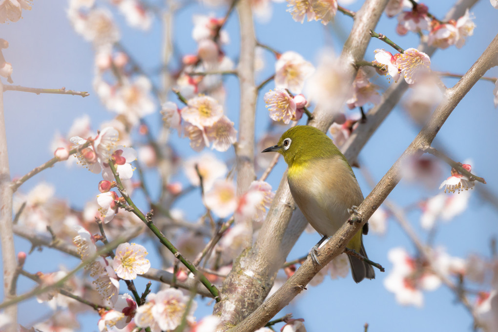 ～Japanese White-eye～