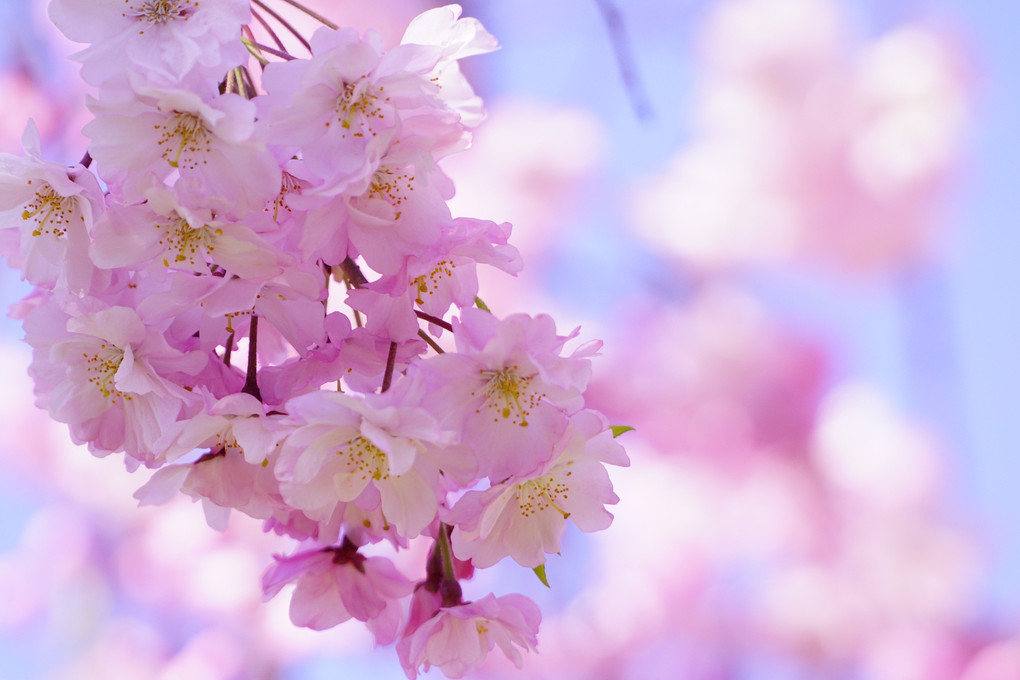 お花見　　－心も温まる春ー