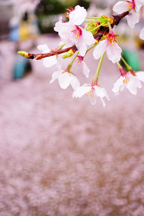 SAKURA　2　　－京の桜－