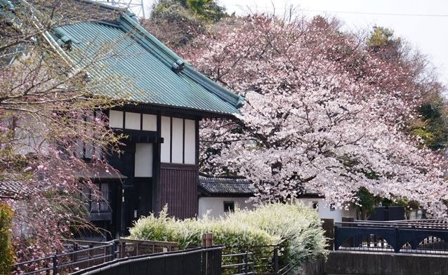 横浜市認定歴史的建造物中丸家長屋門と桜