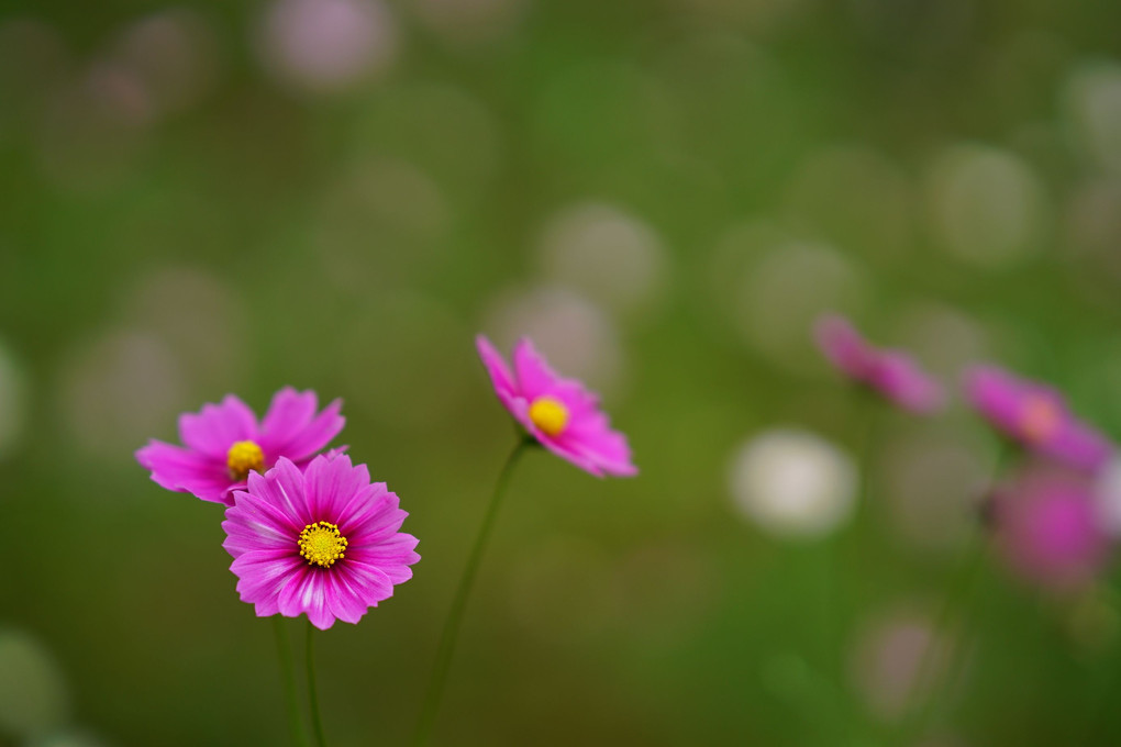 レンズ体験会　～レンズを交換して、花の撮影を楽しむ～