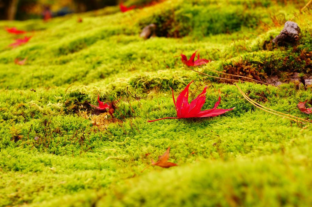 紅葉の嵐山散歩