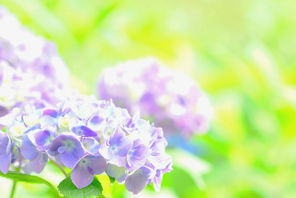 虹色紫陽花