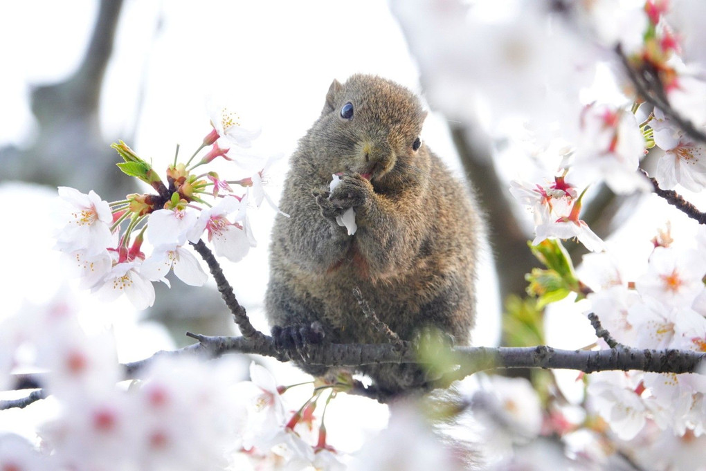 春の蜜に感謝して