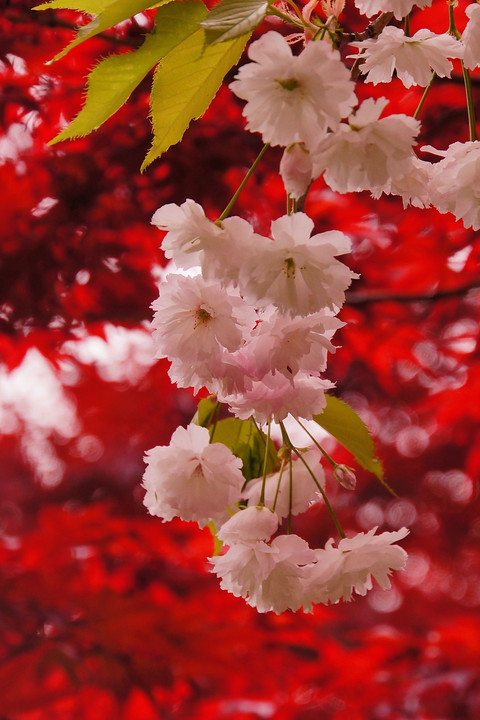 桜　春紅葉を背景に　①