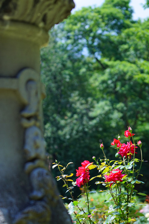αcafe体験会～北大植物園で蓮の花・薔薇を印象的に撮る～