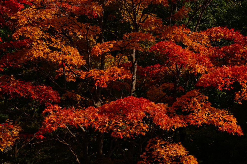 αセミナー～林明輝の写真セミナー 紅桜公園で紅葉を撮る～