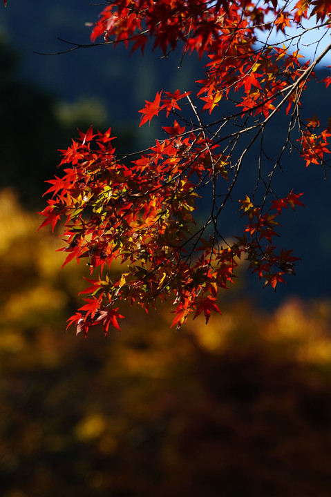 HELさんと行く～御嶽渓谷で紅葉と清流を撮る～