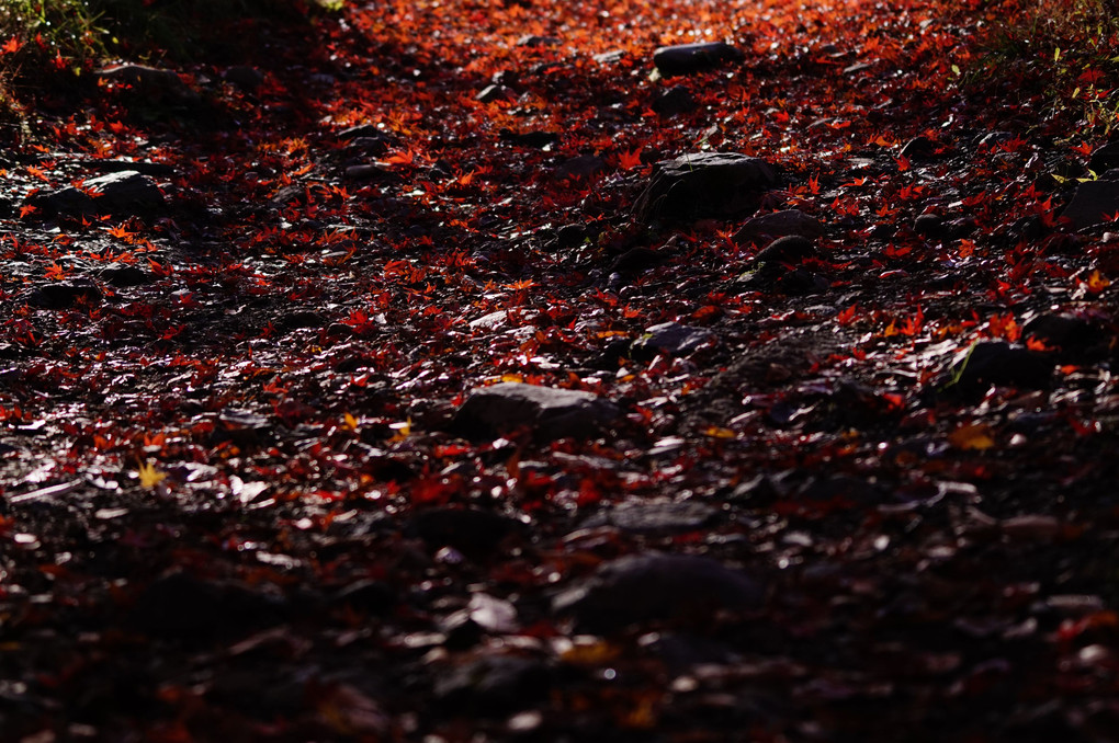 HELさんと行く～御嶽渓谷で紅葉と清流を撮る～