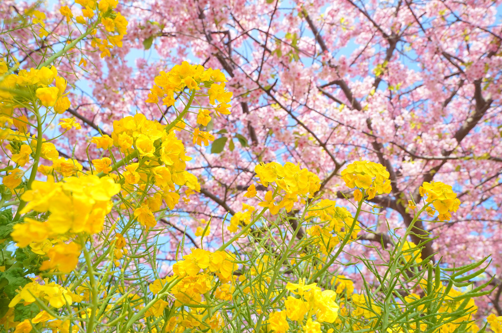 三浦海岸の河津桜＆菜の花