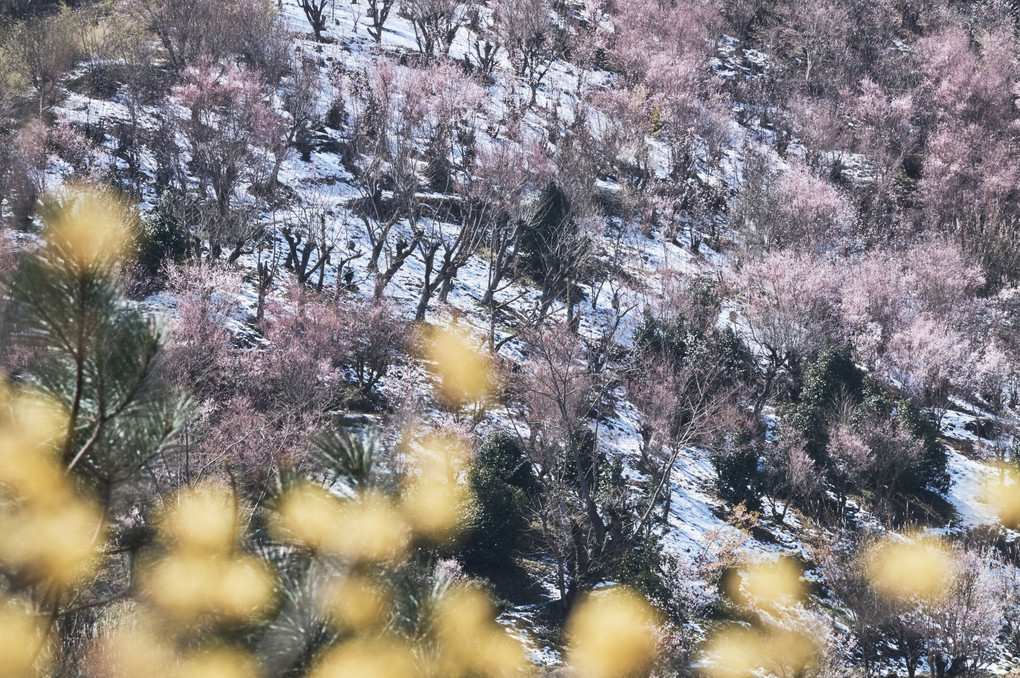 青春18きっぷで桜旅 2019 4枚目 ～福島 花見山に降る雪～