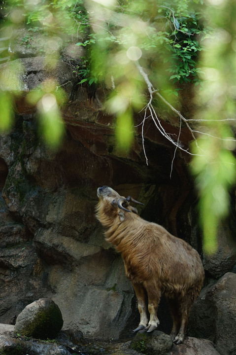 初夏の動物園