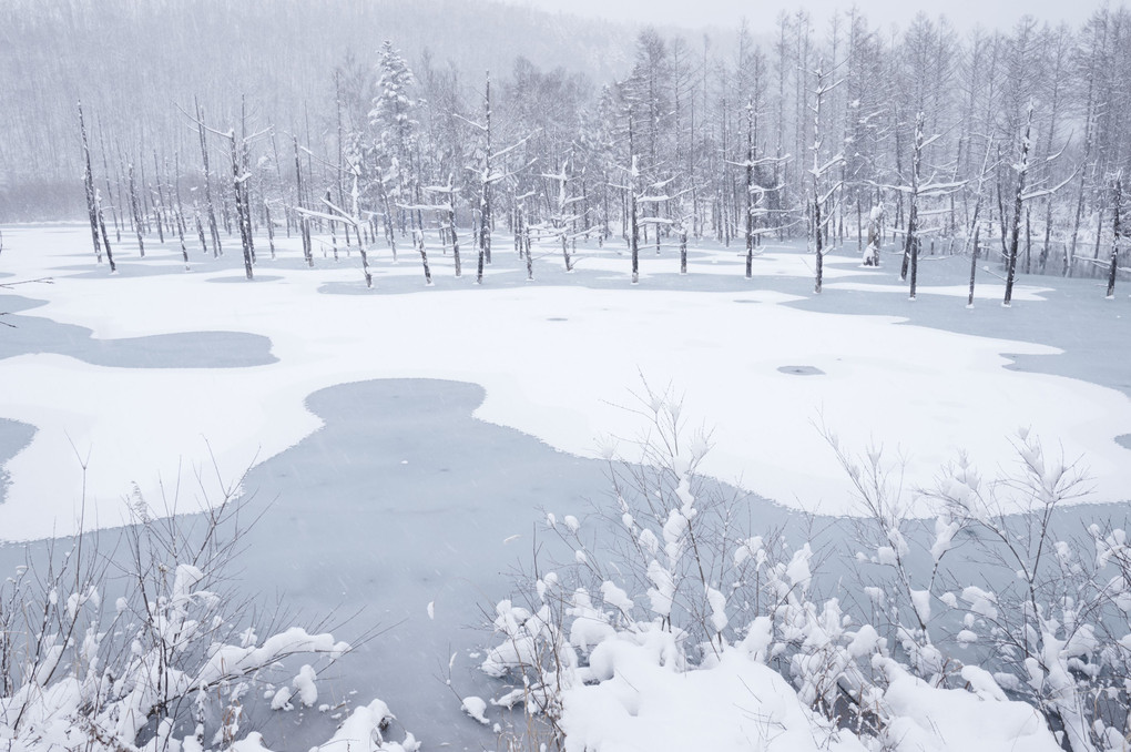 青い池のソルベ ～初雪フロート～